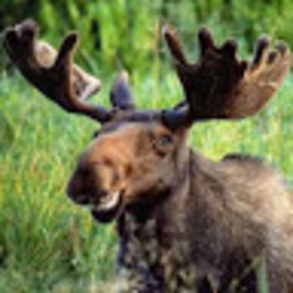 Meet your Posher, Veronica - Picture 1 of 1